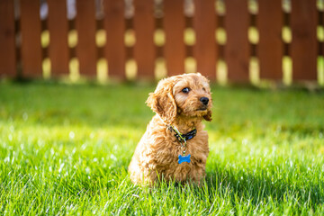 dog in the garden playing dog, happy  cockapoo puppy