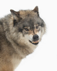 A Timber Wolf or Grey Wolf Canis lupus isolated on white background growling in the winter snow in Canada