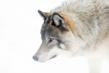 Naklejka na ściany i meble Timber Wolf or grey wolf Canis lupus isolated on white background portrait closeup in winter snow in Canada