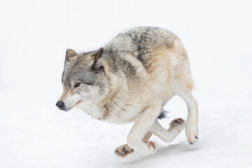 A lone Timber wolf or Grey Wolf Canis lupus isolated on white background running in the winter snow in Canada - 489369922