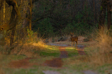Beautiful shot of Roe deer in nature