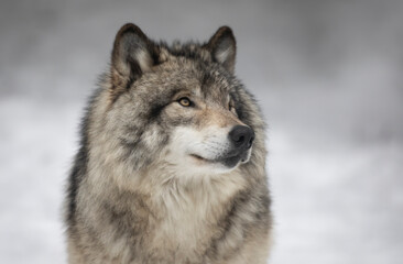 Timber Wolf or grey wolf Canis lupus portrait closeup in winter snow in Canada