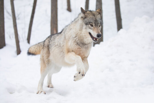 A lone Timber wolf or Grey Wolf Canis lupus isolated on white background running in the winter snow in Canada