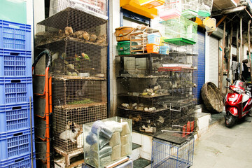 Käfige mit Tieren auf einem Markt in Mumbai, Indien