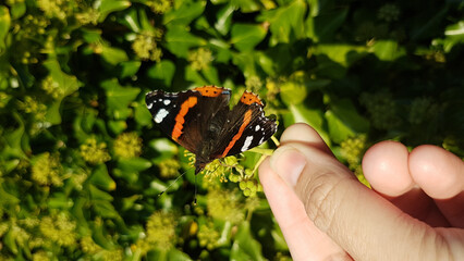 Red Admiral Butterfly