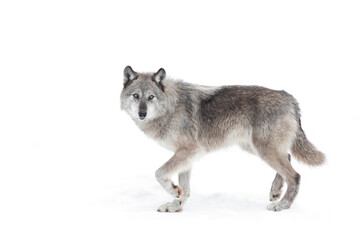 A lone Black wolf isolated on white background walking in the winter snow in Canada