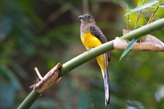 orange breasted trogan birds