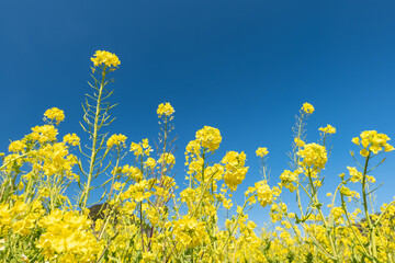 春の菜の花畑と青空　南伊豆町