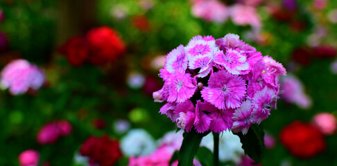 Closeup of Sweet William flowers growing in a field under the sunlight with a blurry background