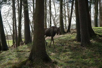 moose in the woods looking at the camera