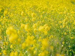 春の菜の花畑　南伊豆町