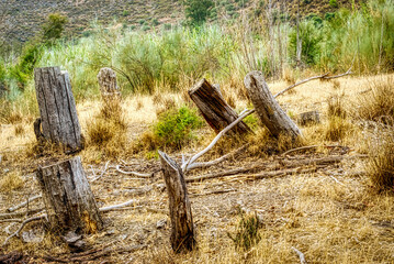 Cut tree stumps in open woodland. Horizontal.