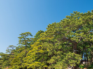 春の青空と松林　御浜岬　沼津市