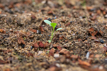 Seedlings growing in the soil by image concept, new beginnings, growing, nurturing