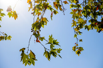 tree leaves at sunset