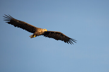 White Tail Eagle, Haliaeetus albicilla