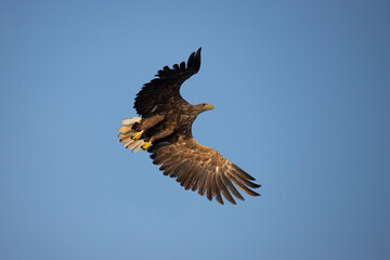 Fototapeta na wymiar White Tail Eagle, Haliaeetus albicilla