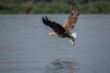 White Tail Eagle, Haliaeetus albicilla
