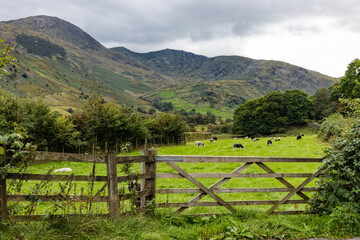 Fototapeta na wymiar Tilberthwaite Fells above a field of grazing sheep and bordered by a dry stone wall and trees seen from Little Langdale in the Lake District National Park