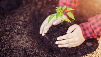 Hands of a child holding a young plant grown in the soil.