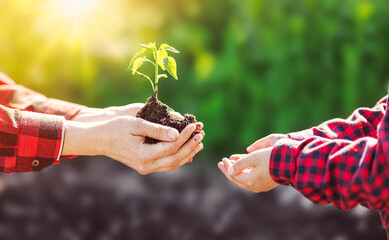 An adult giving a young sprout in the hands of a child.