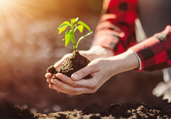 Woman hands taking care of a seedling in the soil.