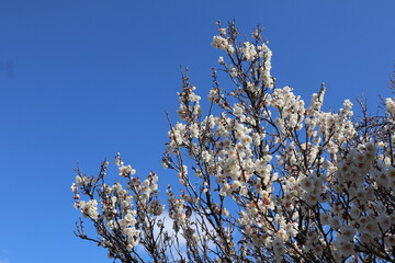 White plum blossom and blue sky background