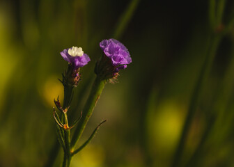 flower in the garden