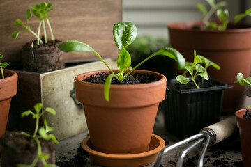 Young seedlings spinach with water drops in ceramic pot. Selective focus.