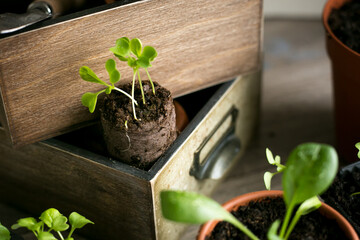 Baby plants sowing in peat tablets. Trays for agricultural seedlings. Organic farm at home