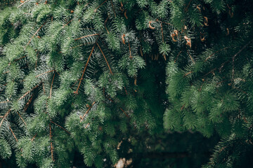 Green spruce branches on treee as a textured background. Green spruce, background.
