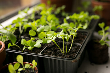 
Young green plants in a seedling cassette on a windowsill. Growing seedlings at home. Organic food.