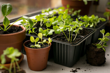 Green seedlings in cassette and pots on the windowsill, a mini greenhouse at home. Home leisure growing seedlings of flowers at home in spring.