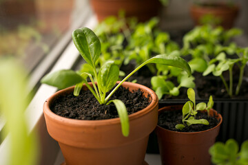 Planting seedlings indoors. Homegrown plant, seedling.Spinach seedling plant and small basil in the background.