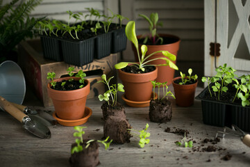 Planting seedlings indoors. Homegrown plants, seedling.salads seedling spinach and small mint in the background.