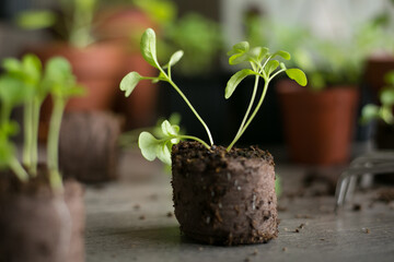 Seedlings in a peat pressed tablet. Growing seedlings, green farm, organic farming. Green plants on the background.