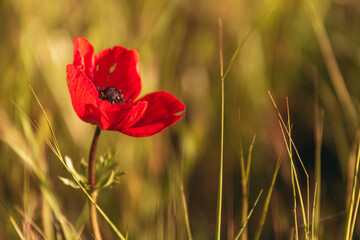 Beautiful anemone  flower