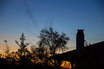 sunset among the trees