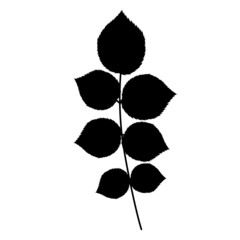leaf, plant black silhouette, isolated vector
