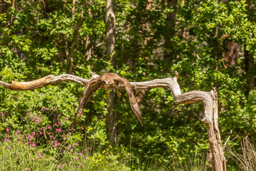 Buzzard, Buteo buteo. Bird of Prey