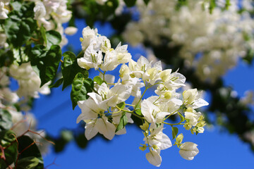 Bougainvillea flowers and blue sky