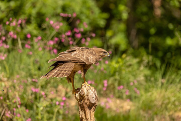 Buzzard, Buteo buteo. Bird of Prey