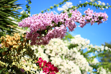 Bougainvillea flowers and blue sky