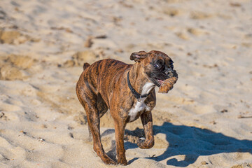 Obraz premium Jolie boxer