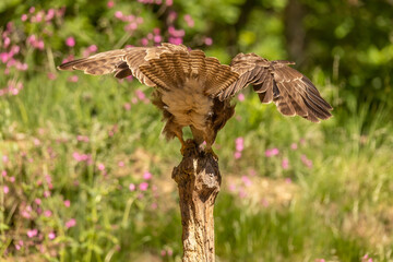 Buzzard, Buteo buteo. Bird of Prey