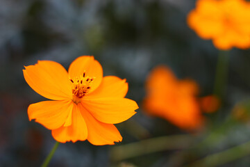 Close-up orange flower