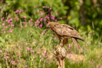 Buzzard, Buteo buteo. Bird of Prey