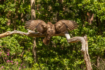Buzzard, Buteo buteo. Bird of Prey
