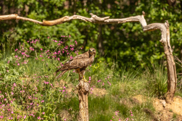 Buzzard, Buteo buteo. Bird of Prey