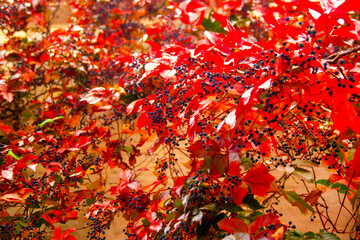 Close-up red plant